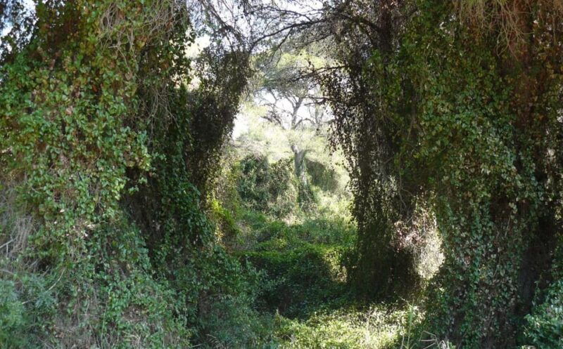 discover-the-devesa-and-the-albufera-guided-tour
