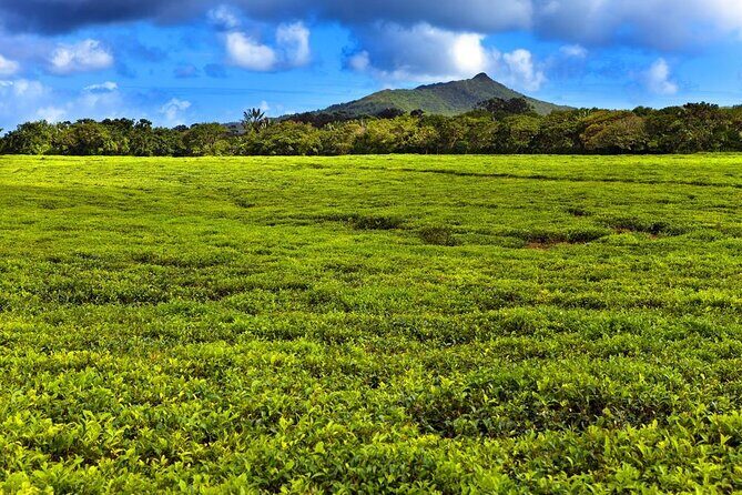 Discover the East of Mauritius: Full-day All-inclusive tour (Visit to 3 parks) - Key Points