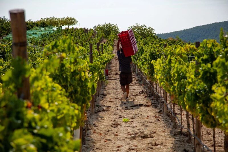 discover-the-essence-of-ibizas-rich-wine-culture