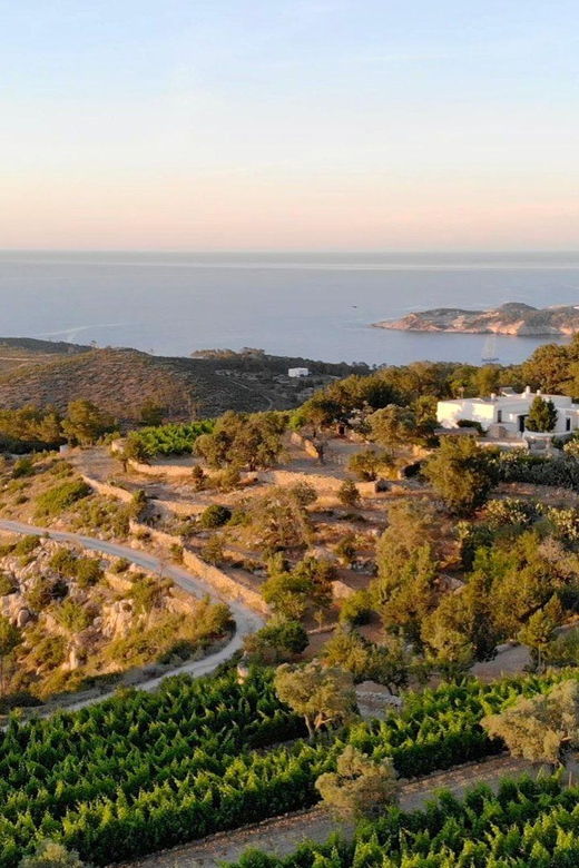 discover-the-essence-of-ibizas-rich-wine-culture