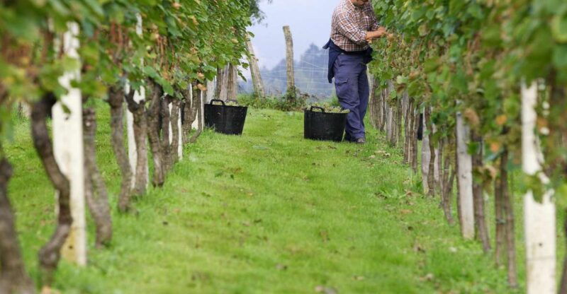 discover-the-essence-of-txakoli-wine-from-san-sebastian