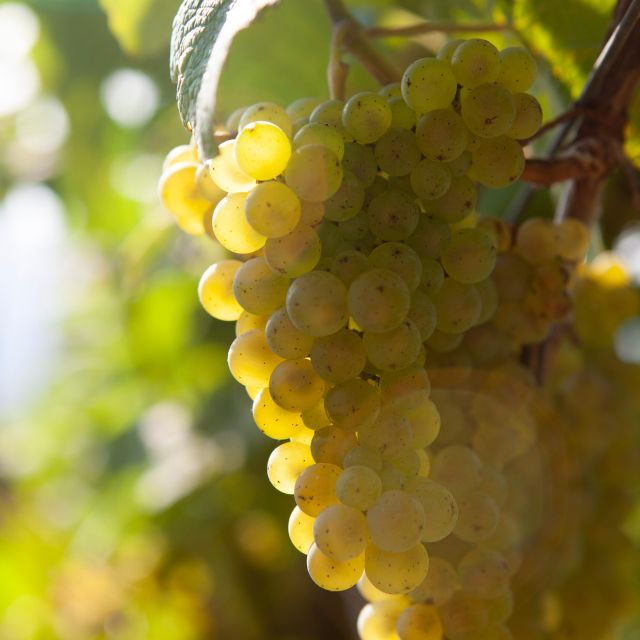 discover-the-essence-of-txakoli-wine-from-san-sebastian