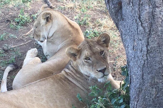 Discover the group joining for 5-day Tanzania safari in 2025 - Key Points