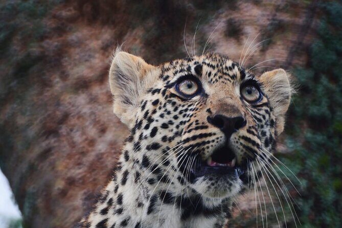 Discover the group joining for 5-day Tanzania safari in 2025 - The Experience: What Travelers Say