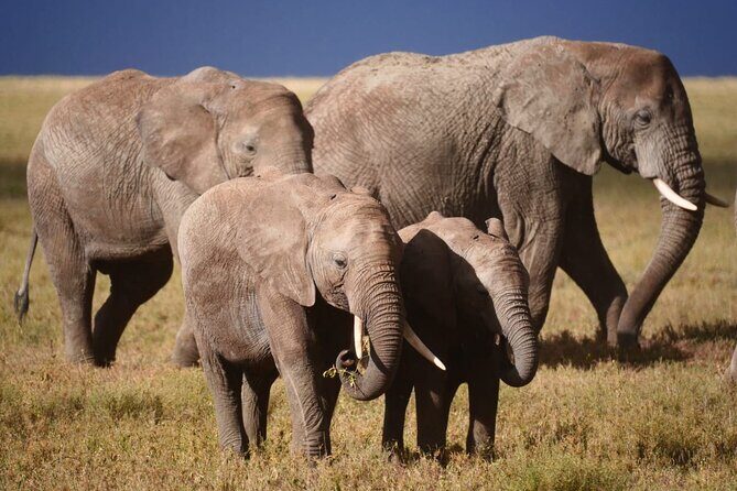 Discover the group joining for 5-day Tanzania safari in 2025 - Practical Tips for Future Travelers