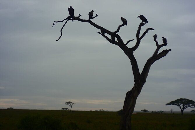 Discover the group joining for 5-day Tanzania safari in 2025 - The Sum Up: Who Will Love This Tour?