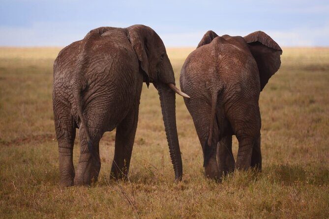 Discover the group joining for 5-day Tanzania safari in 2025 - Frequently Asked Questions