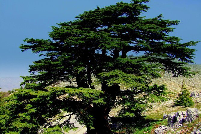 Discover the Hidden Gems: Qadisha, Bcharee, Cedars and Kozhaya - Key Points