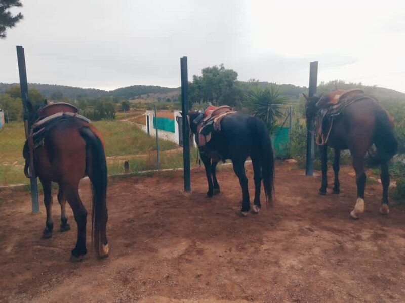 Discover the interior of Valencia on horseback - Practical Details and Logistics
