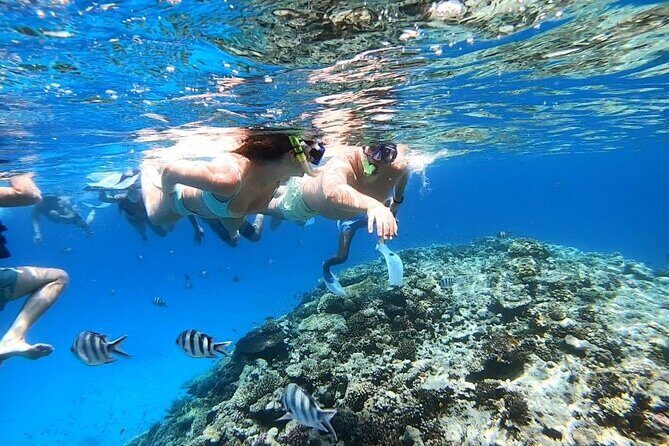 Discover the Magic in Snorkeling Expedition to Dolphin House - Key Points