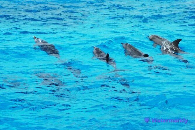 Discover the Magic in Snorkeling Expedition to Dolphin House - Who Is This Tour Best For?