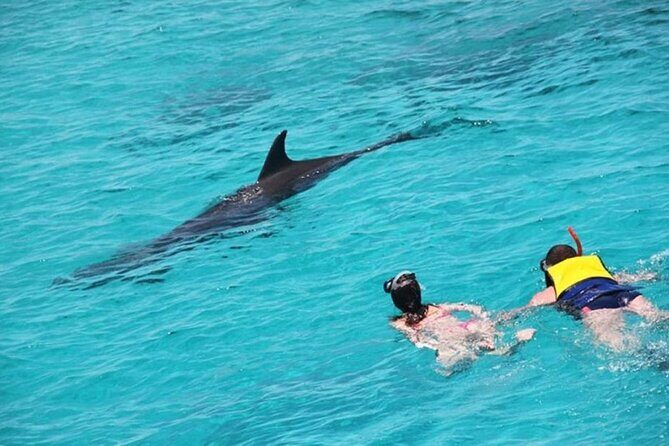 Discover the Magic in Snorkeling Expedition to Dolphin House - FAQ