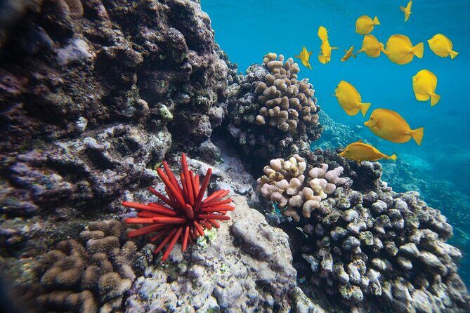 Discover the Magic of Coral Gardens Turtle Town - Maalaea Harbor - FAQs
