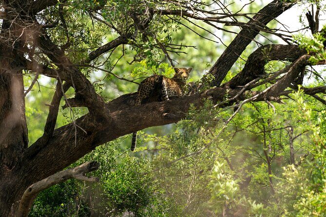 Discover the Pilanesberg with a personalized full day safari - Key Points