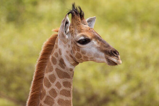 Discover the Pilanesberg with a personalized full day safari - Exploring the Full-Day Pilanesberg Safari
