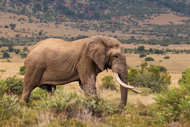 Discover the Pilanesberg with a personalized full day safari - Practical Tips for Your Safari