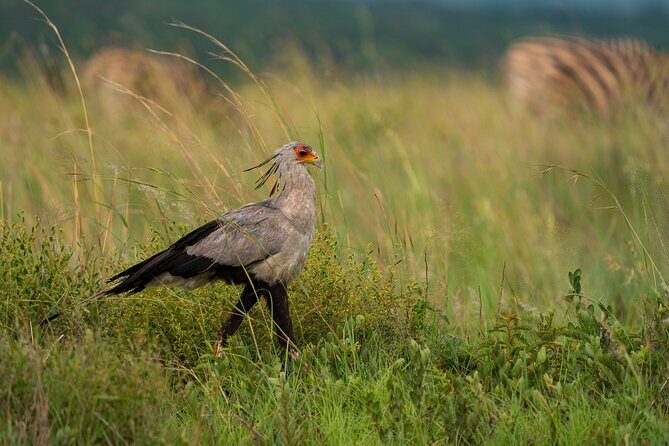 Discover the Pilanesberg with a personalized full day safari - Final Thoughts
