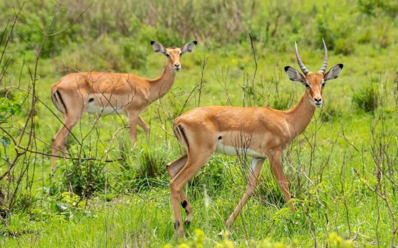 Discover the Pristine Wonders of a 1-Day Tarangire Safari - Key Points