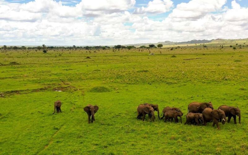 Discover the Pristine Wonders of a 1-Day Tarangire Safari - Introduction to the Tarangire Experience