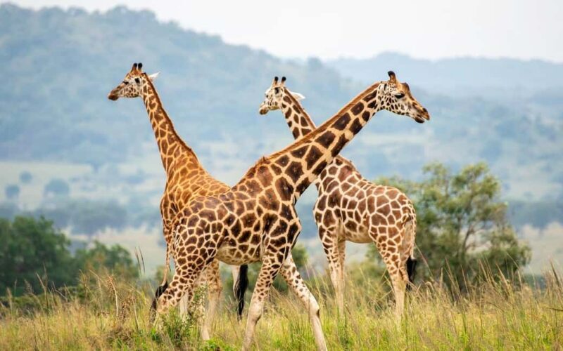 Discover the Pristine Wonders of a 1-Day Tarangire Safari - What Makes This Safari Stand Out