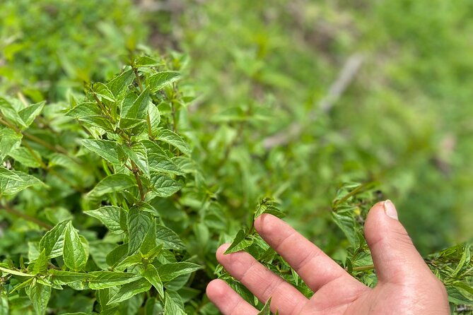 discover-the-secrets-of-andean-nature-in-pisac