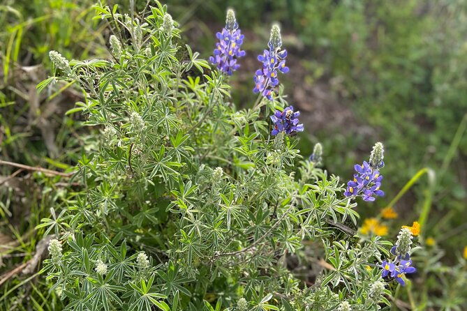 discover-the-secrets-of-andean-nature-in-pisac