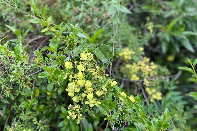 discover-the-secrets-of-andean-nature-in-pisac