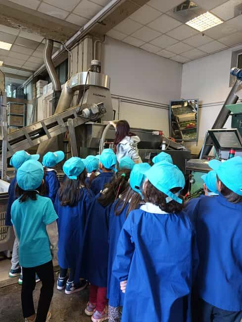 Discover the Secrets of Olive Oil: Oil Mill Tour and Tasting Experience - Who Will Love This Experience?  