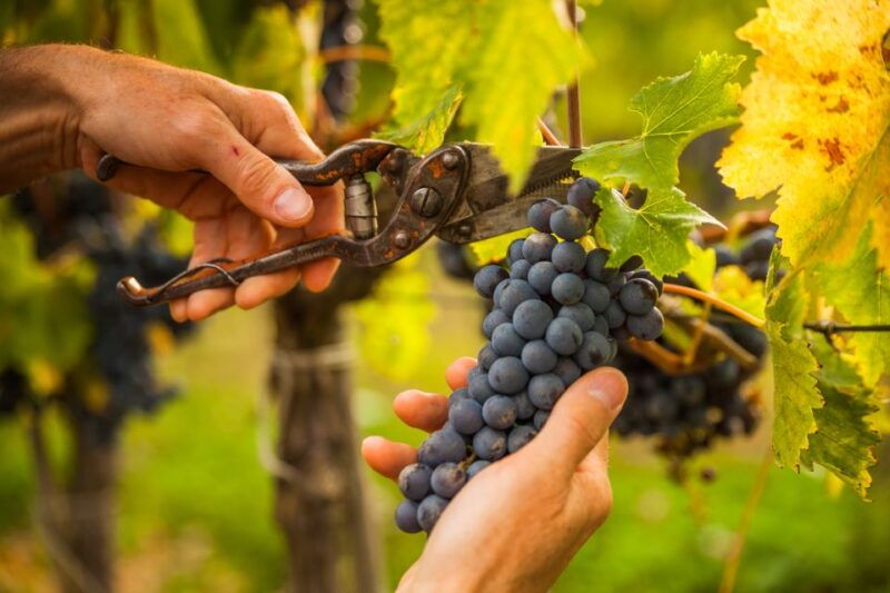 discover-the-secrets-of-wine-in-the-algarve