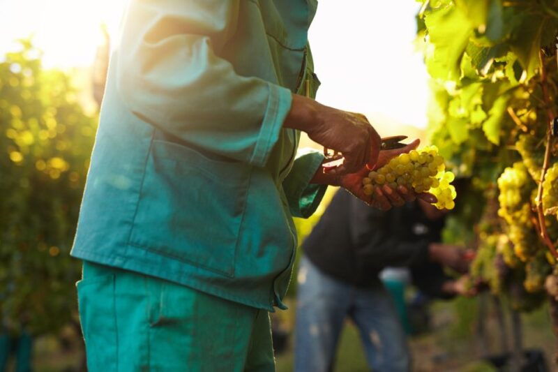 discover-the-secrets-of-wine-in-the-algarve