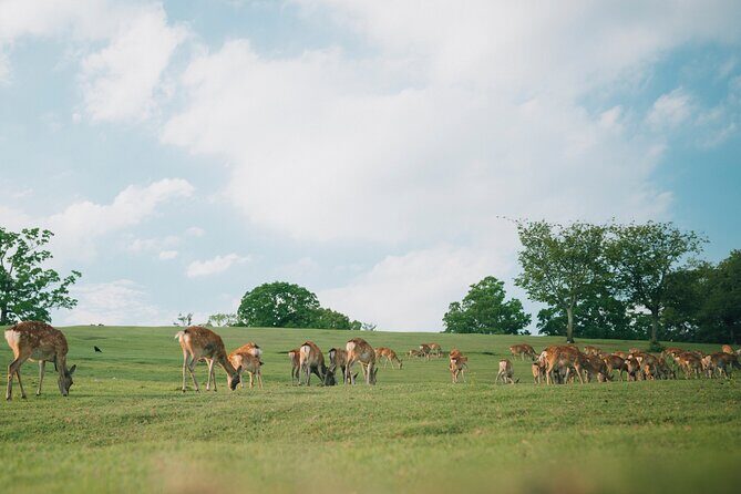 Discover the Timeless Charm and Natural Beauty of Nara - An In-Depth Look at the Nara Day Tour
