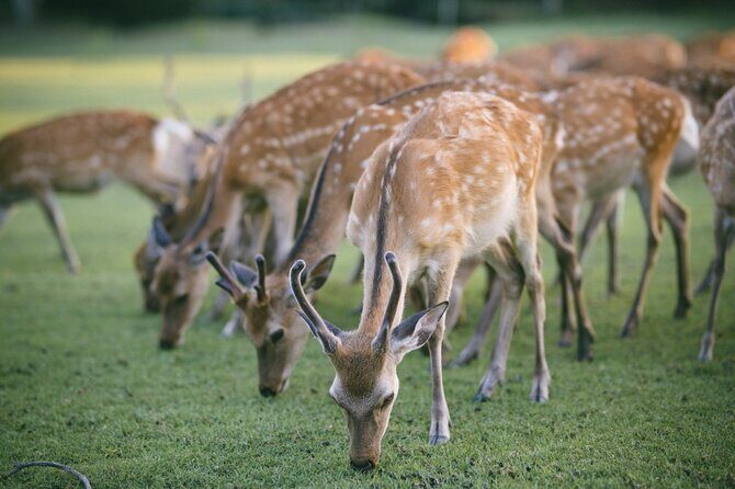 Discover the Timeless Charm and Natural Beauty of Nara - Final Thoughts