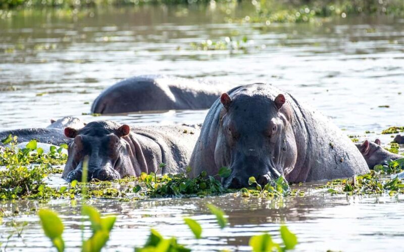 Discover the Top Most Popular 6-Days Tanzania safari - Key Points