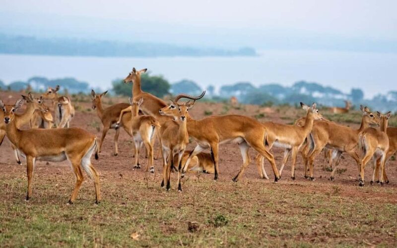 Discover the Top Most Popular 6-Days Tanzania safari - An Introduction to the Experience