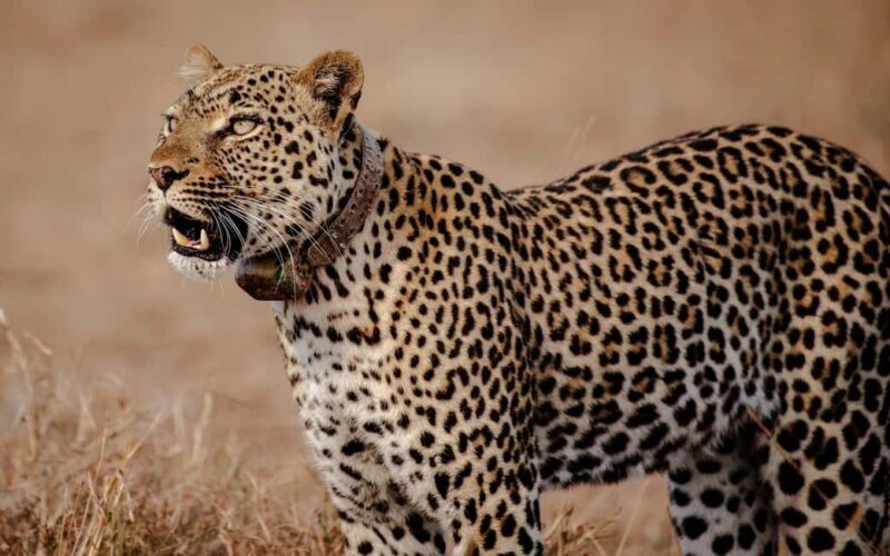 Discover the Top Most Popular 6-Days Tanzania safari - What’s Included and What’s Not