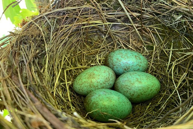 discover-the-true-tintilia-of-molise-authentic-and-excellent