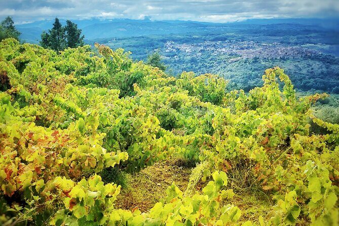 Discover the unique wine and villages of the Sierra de Salamanca - Transportation, Duration & Group Size