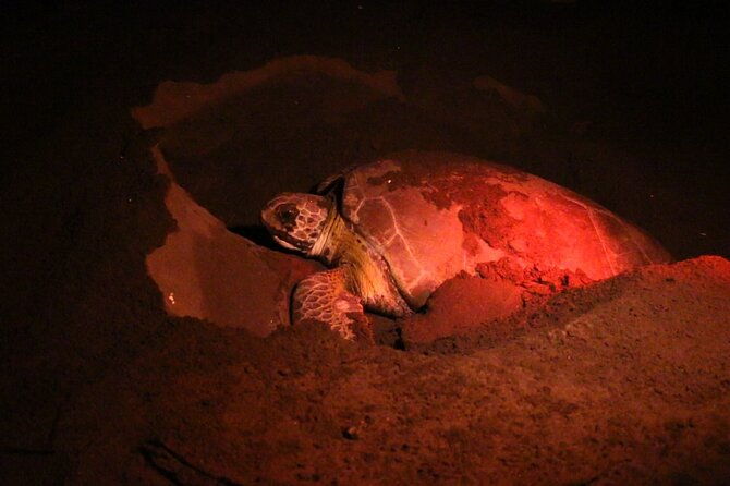 discover-the-wonder-of-the-nesting-of-sea-turtles-in-tortuguero
