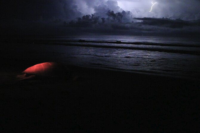 discover-the-wonder-of-the-nesting-of-sea-turtles-in-tortuguero