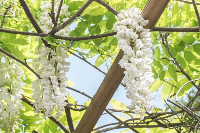 Discover the World of Herbs in the National Garden of Athens - The Sum Up