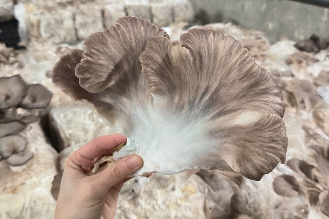 discover-the-world-of-mushrooms