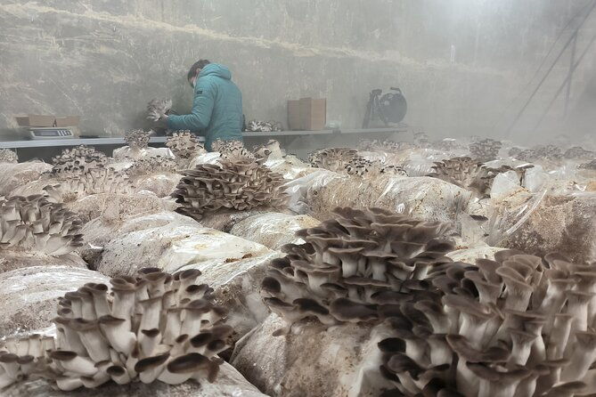 discover-the-world-of-mushrooms