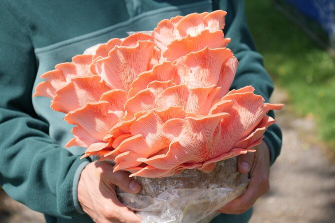discover-the-world-of-mushrooms
