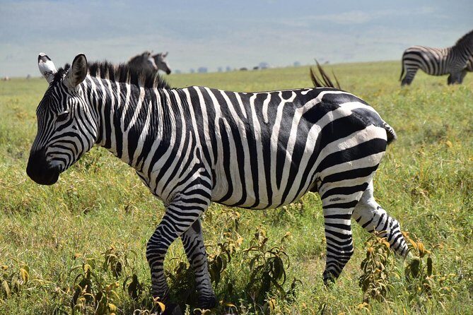 Discover The World's Top Best 4-day Tanzania Group Camping safari - Transportation and Group Experience