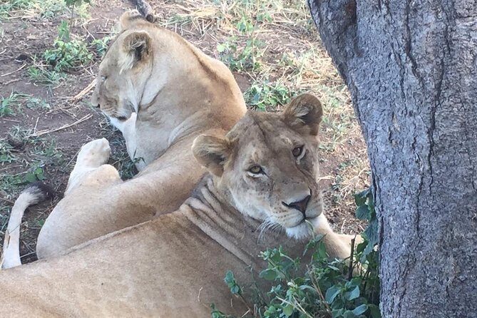 Discover The World's Top Best 4-day Tanzania Group Camping safari - Food and Accommodation