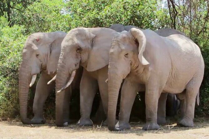 Discover The World's Top Best 4-day Tanzania Group Camping safari - Pricing and Value
