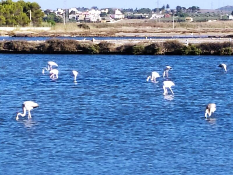 discover-trapanis-saltpans-with-an-e-bike-tour