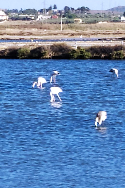 discover-trapanis-saltpans-with-an-e-bike-tour
