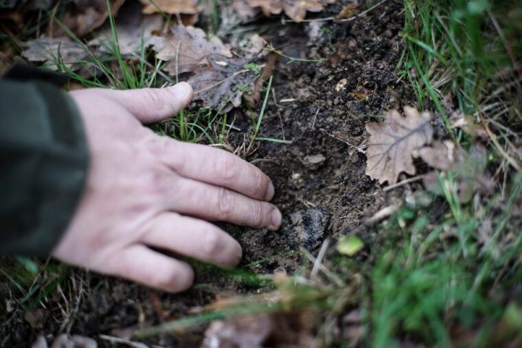 discover-truffles-from-the-farm-to-the-fork