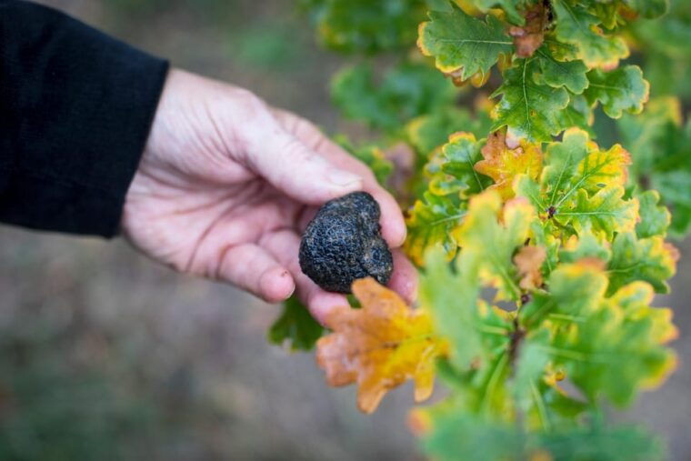discover-truffles-from-the-farm-to-the-fork